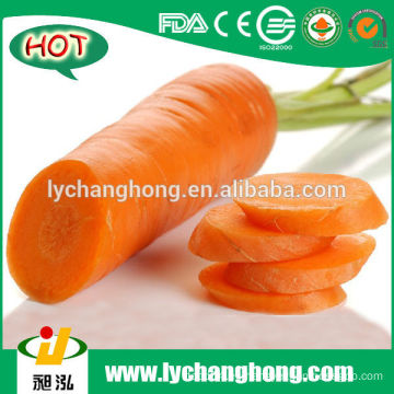 2014 Nuevo Cultivo China Shandong Fresh Carrot